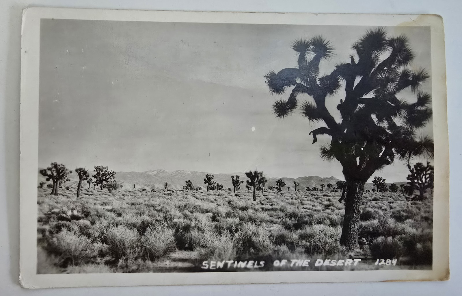 c1940s~Joshua Trees~Desert Scene~Mojave~B&W Photo~Southwest~RPPC Postcard c1940s~Joshua Trees~Desert Scene~Mojave~B&W Photo~Southwest~RPPC Postcard