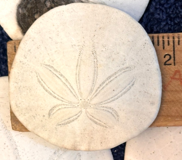 Sand Dollars Assorted 1”-2” Pacific Coast