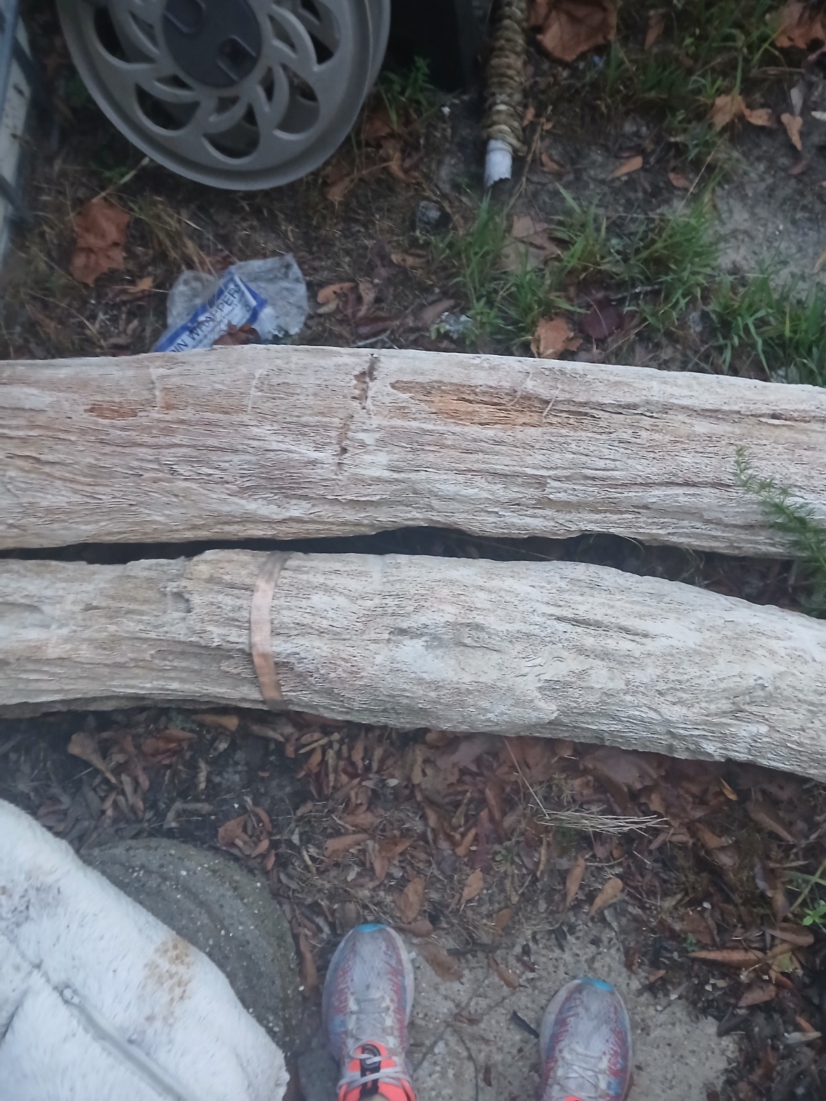 large petrified wood log