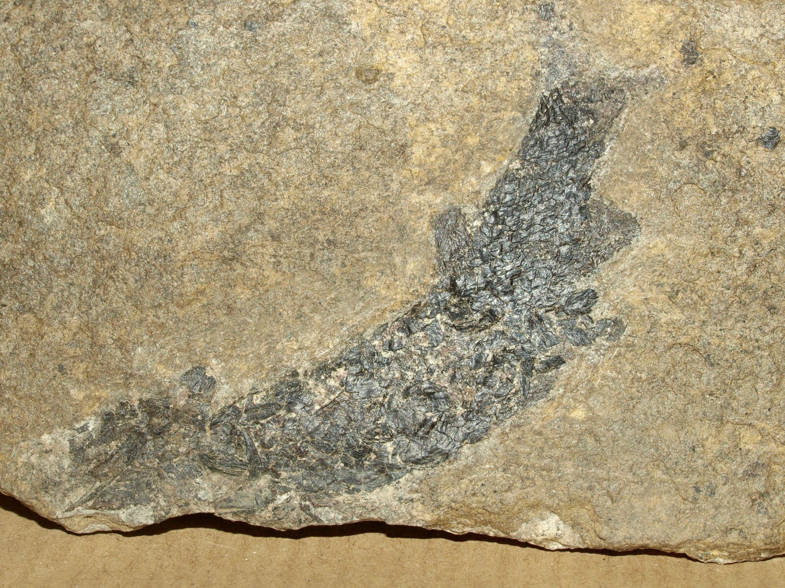 NICE QUALITY Carboniferous age Palaeonisciformes fish -Gyrolepidotus schmidti 