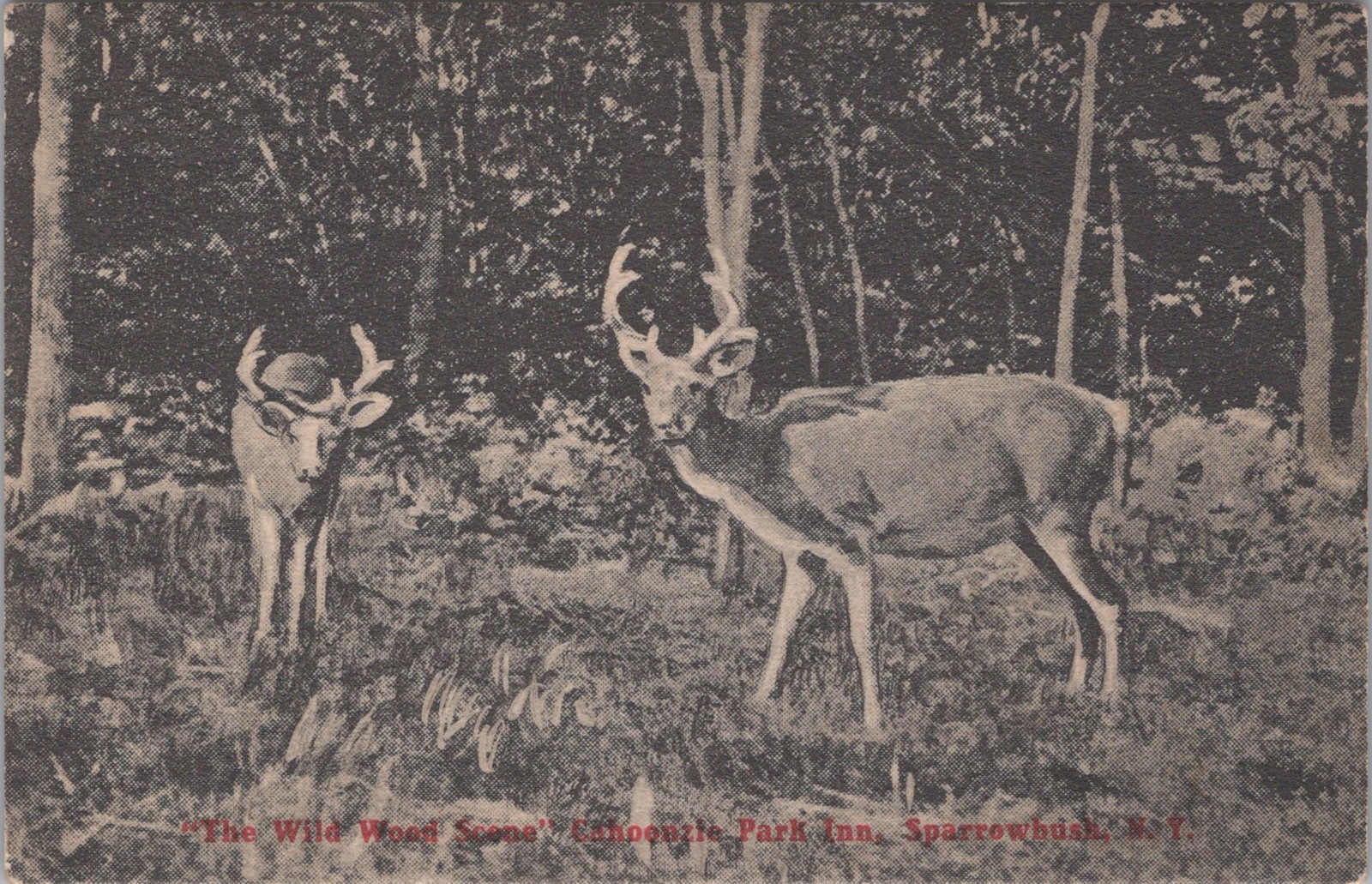Deer Cahoonzie Park Inn Sparrowbush Bauers Port Jervis New York NY Postcard