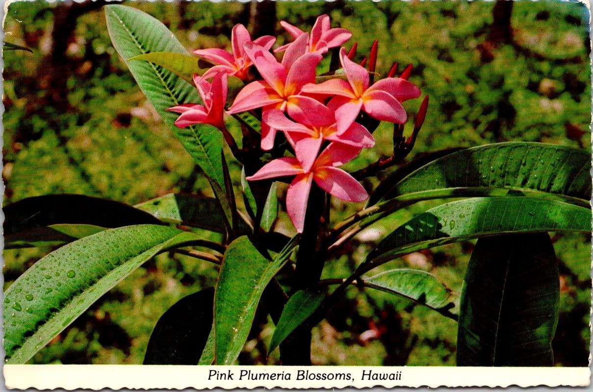 Plumeria Blossoms Pink Hawaii HI c1975 RPPC Real Photo Color Postcard