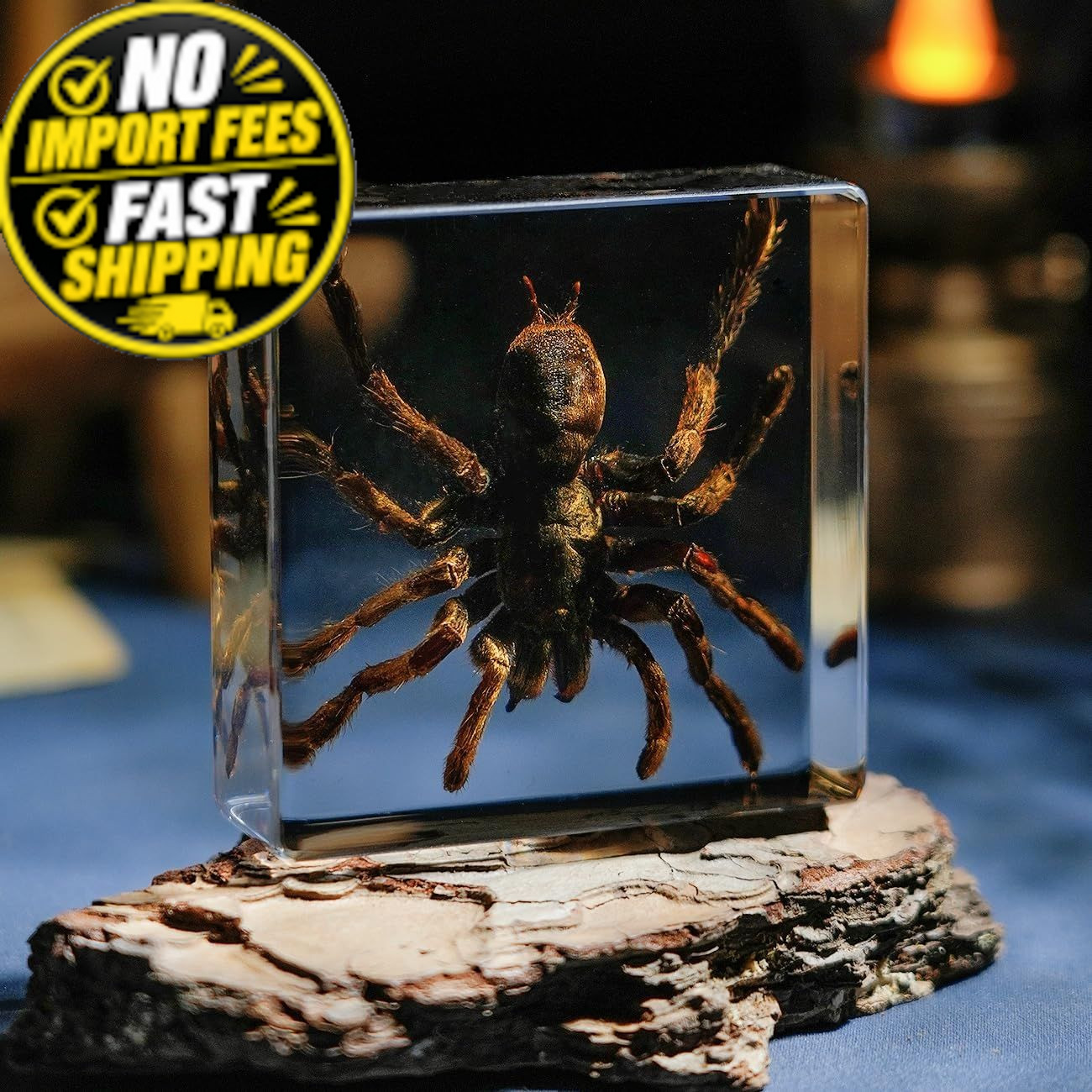 Taxidermy Spider, Real Spider Specimens High Specimen (2.95 inch) Taxidermy Spider, Real Spider Specimens High Specimen (2.95 inch)