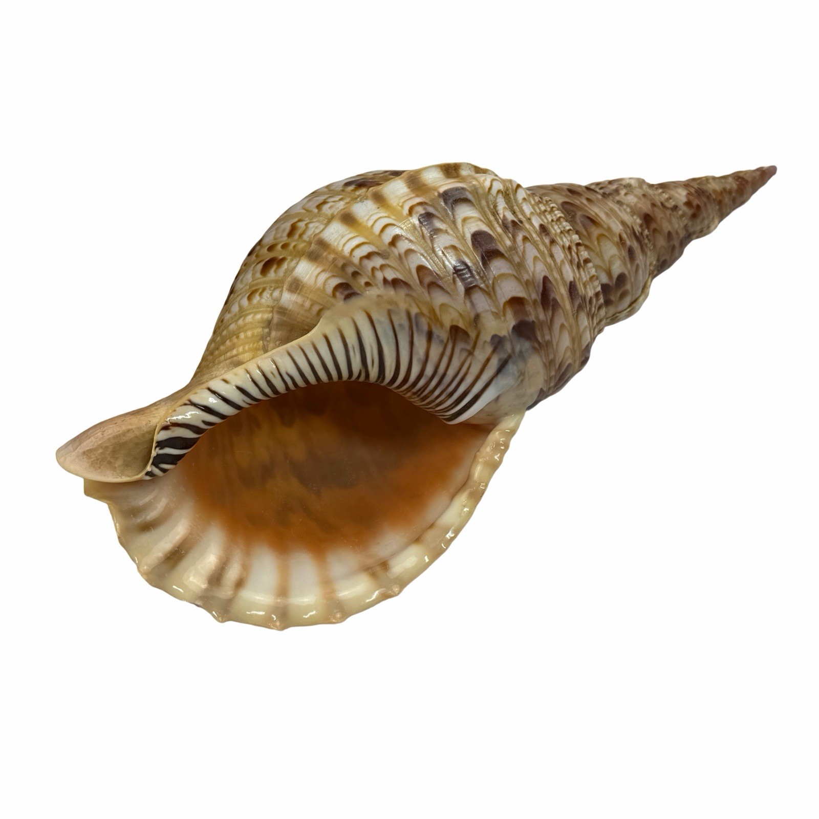 Large Triton Trumpet (genus Charonia)  Sea Snail Shell 13” Seashell