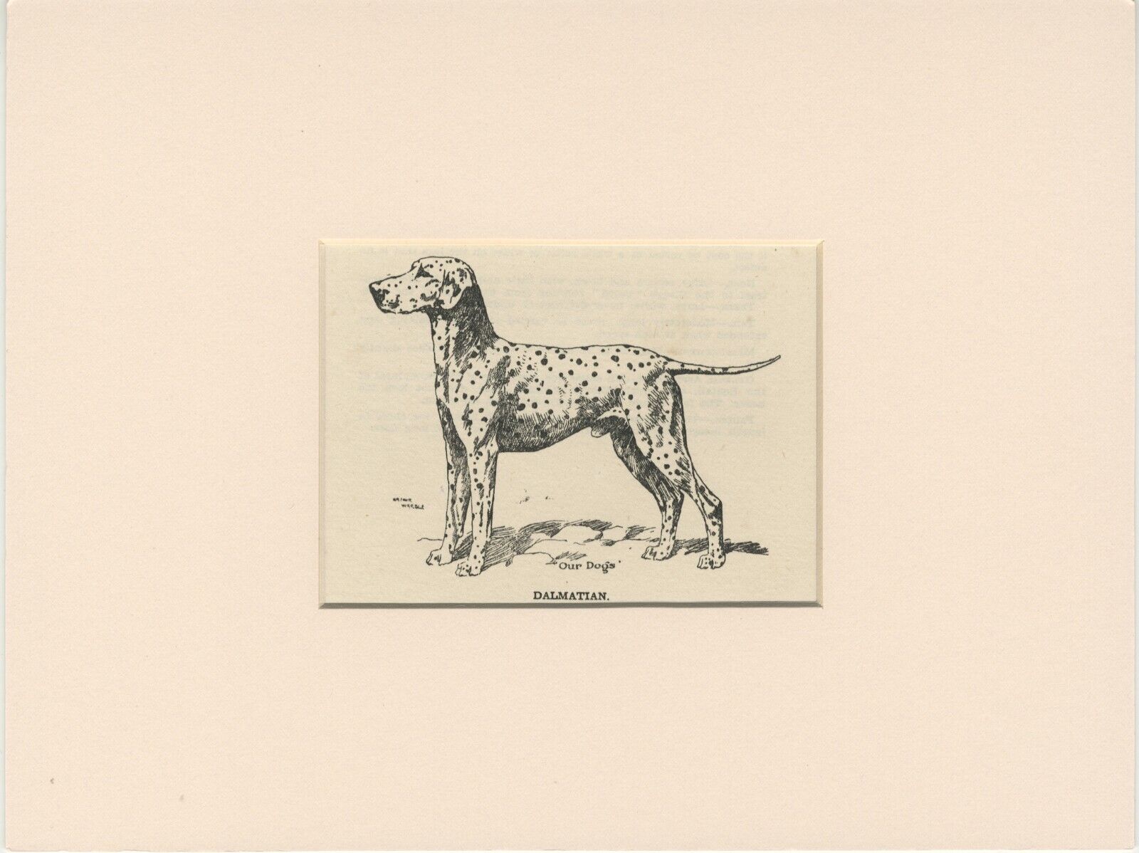 DALMATIAN OLD ANTIQUE 1912 DOG ART PRINT by ARTHUR WARDLE READY MOUNTED