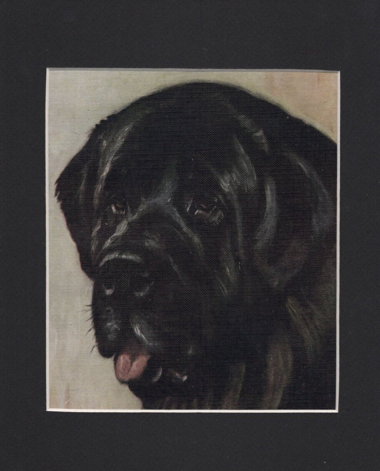 Vintage 1934 Newfoundland Print - CUSTOM MATTED - Dog Art Print - Ready to Gift