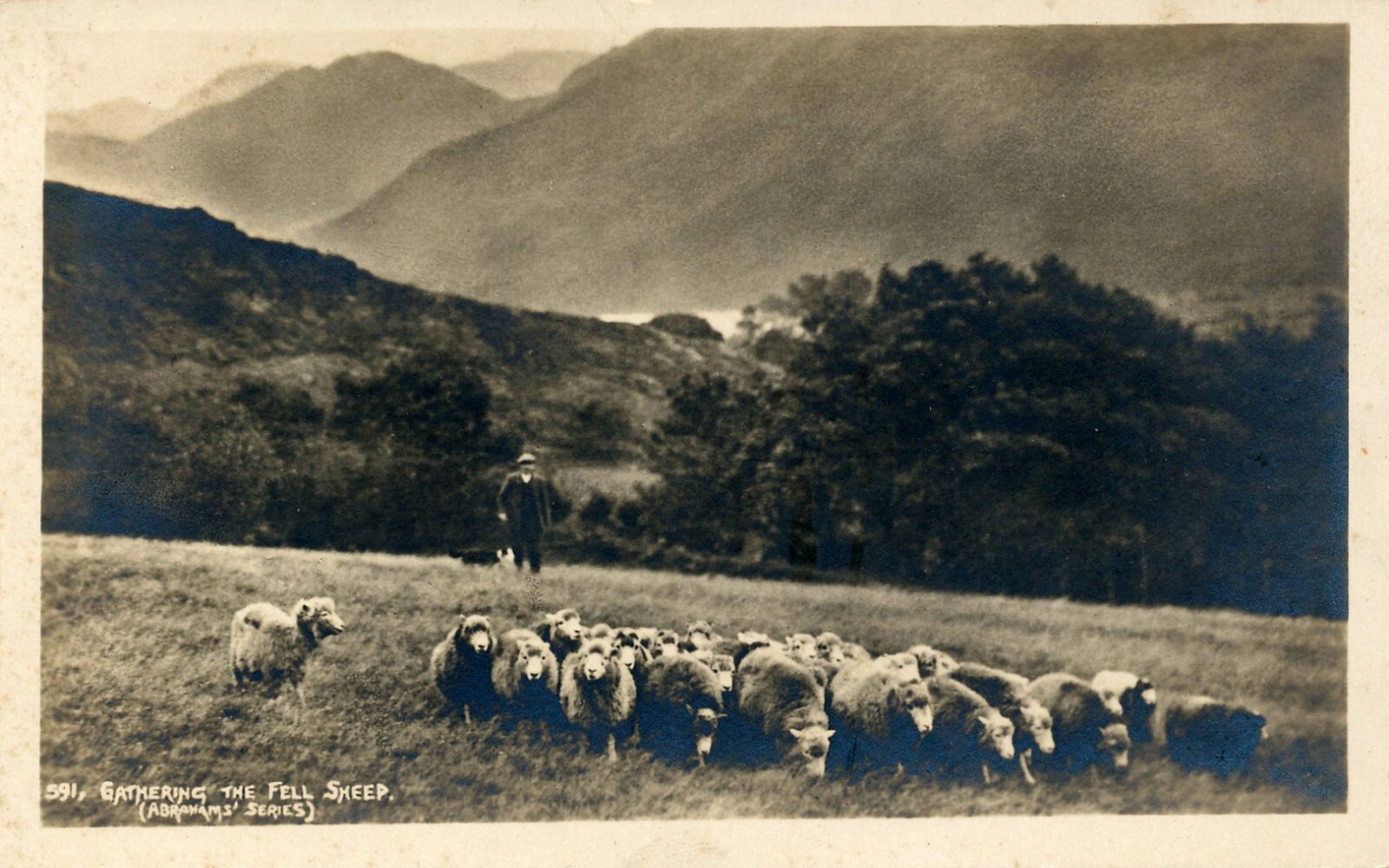 Vintage RPPC: SHEPHERD & BORDER COLLIE HERDING SHEEP; postally unused