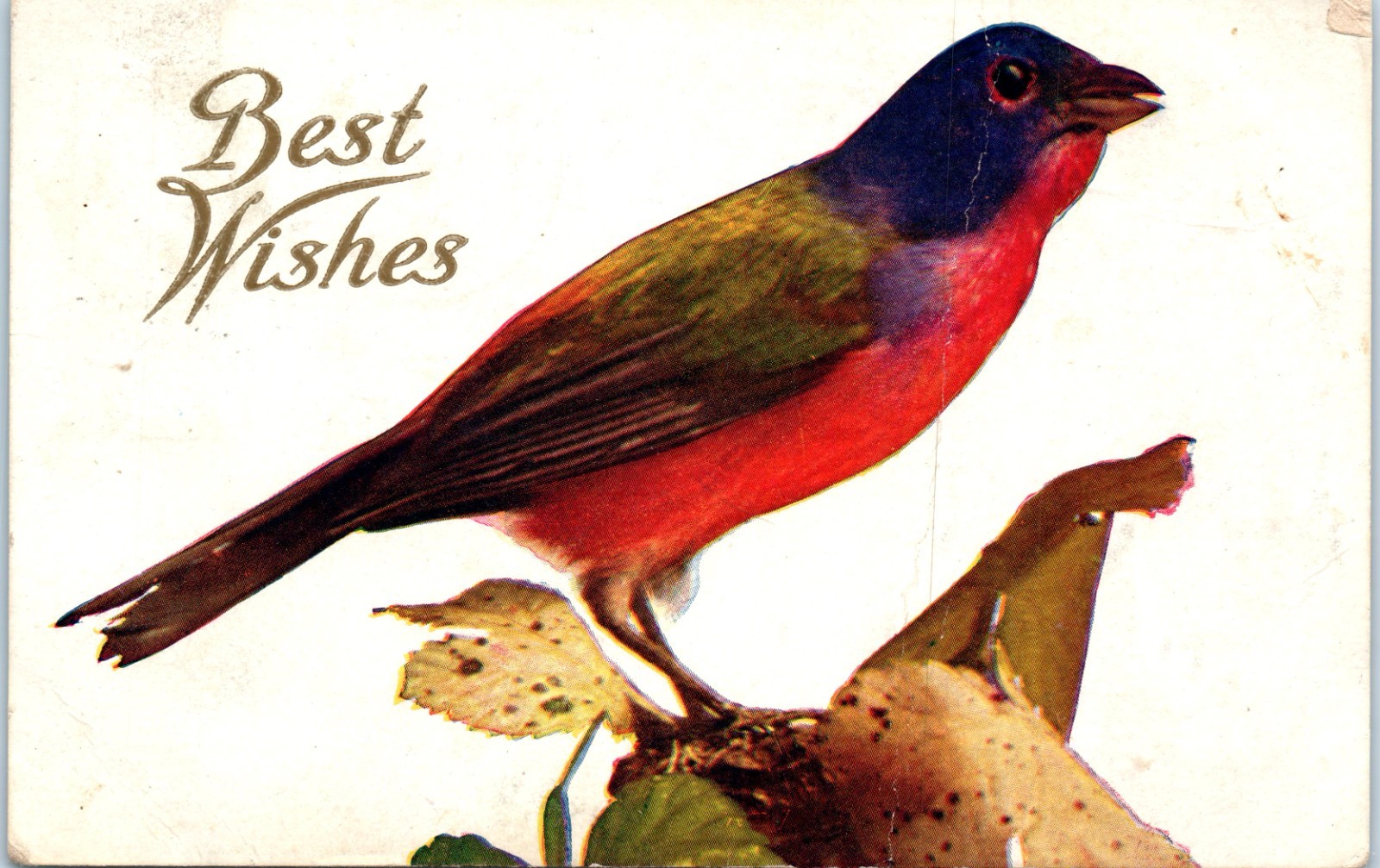 Vintage Postcard 1910 Best Wishes Bird Red Blue Songbird Branch Scene