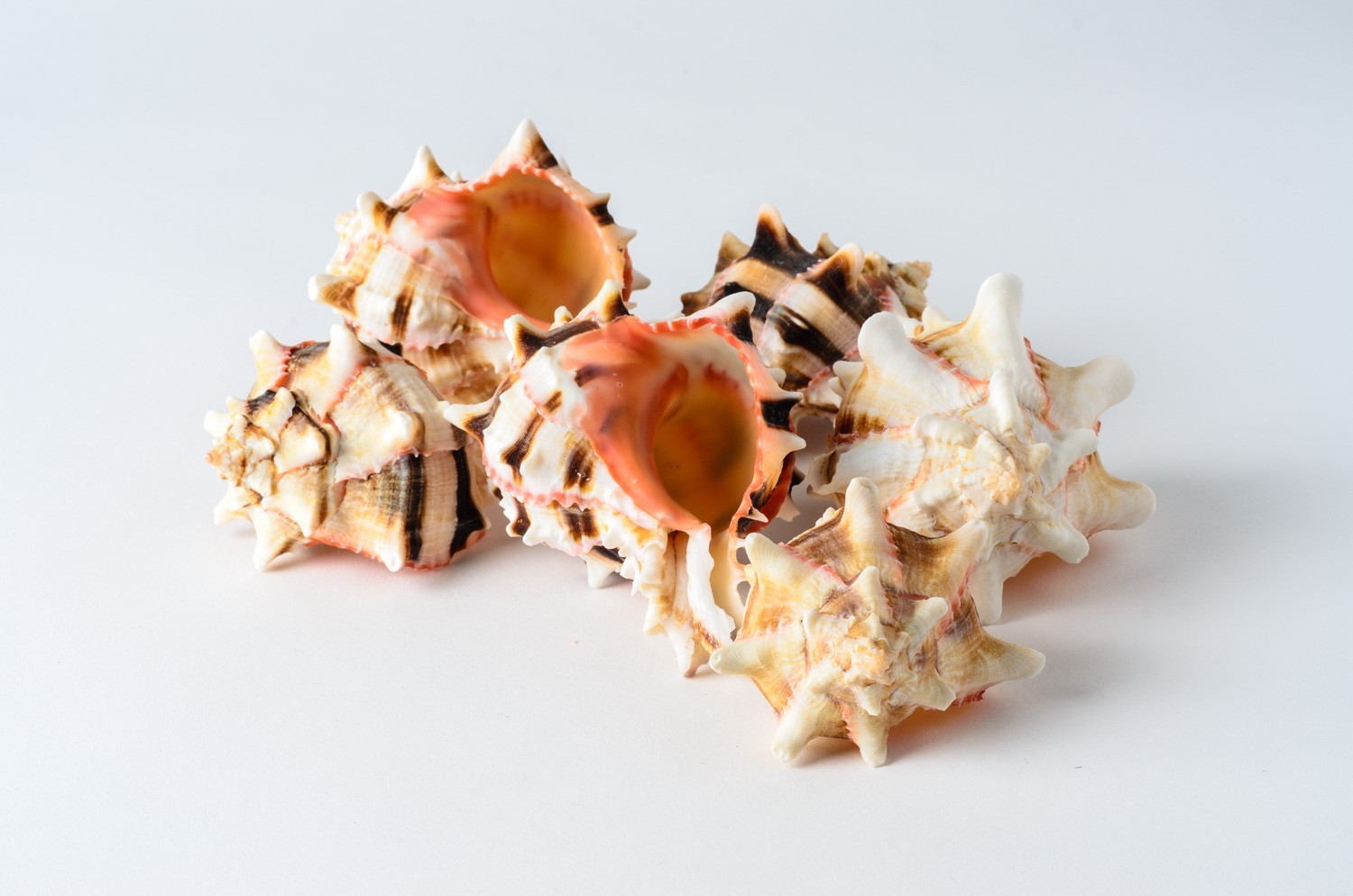 Brassica Murex Phyllonotus erythrostomu Hermit Crab Sea Shell 3\