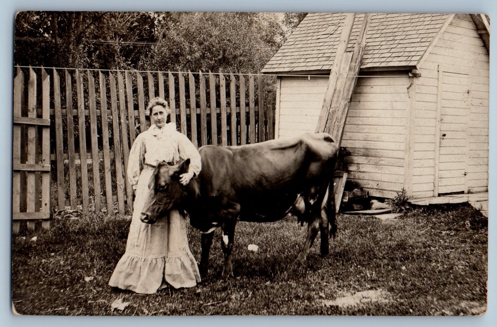 RRPC Photo Postcard Woman With Ox Scene Field c1910\'s Posted Antique RRPC Photo Postcard Woman With Ox Scene Field c1910\'s Posted Antique