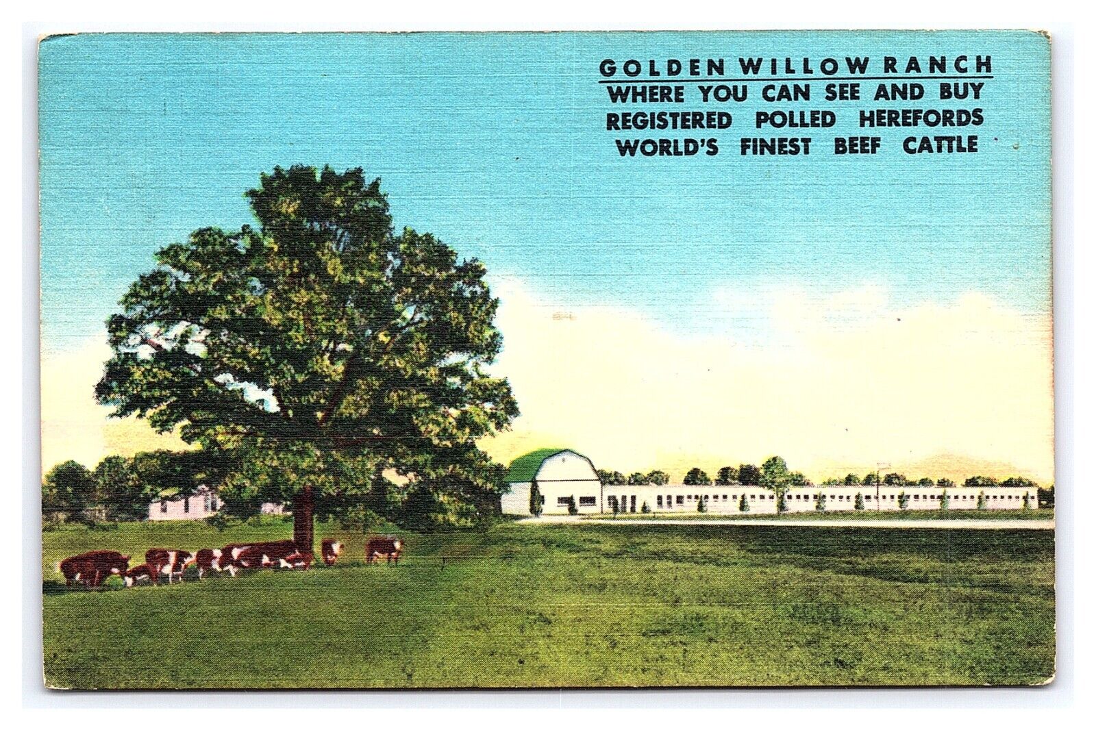 Golden Willow Ranch Registered Polled Herefords Liberal MO Missouri Postcard
