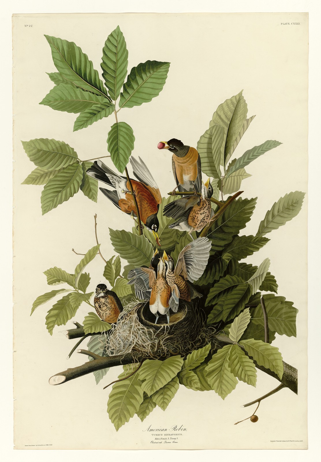 American Robin Vintage Audubon Birds of America Wall Art Reprint