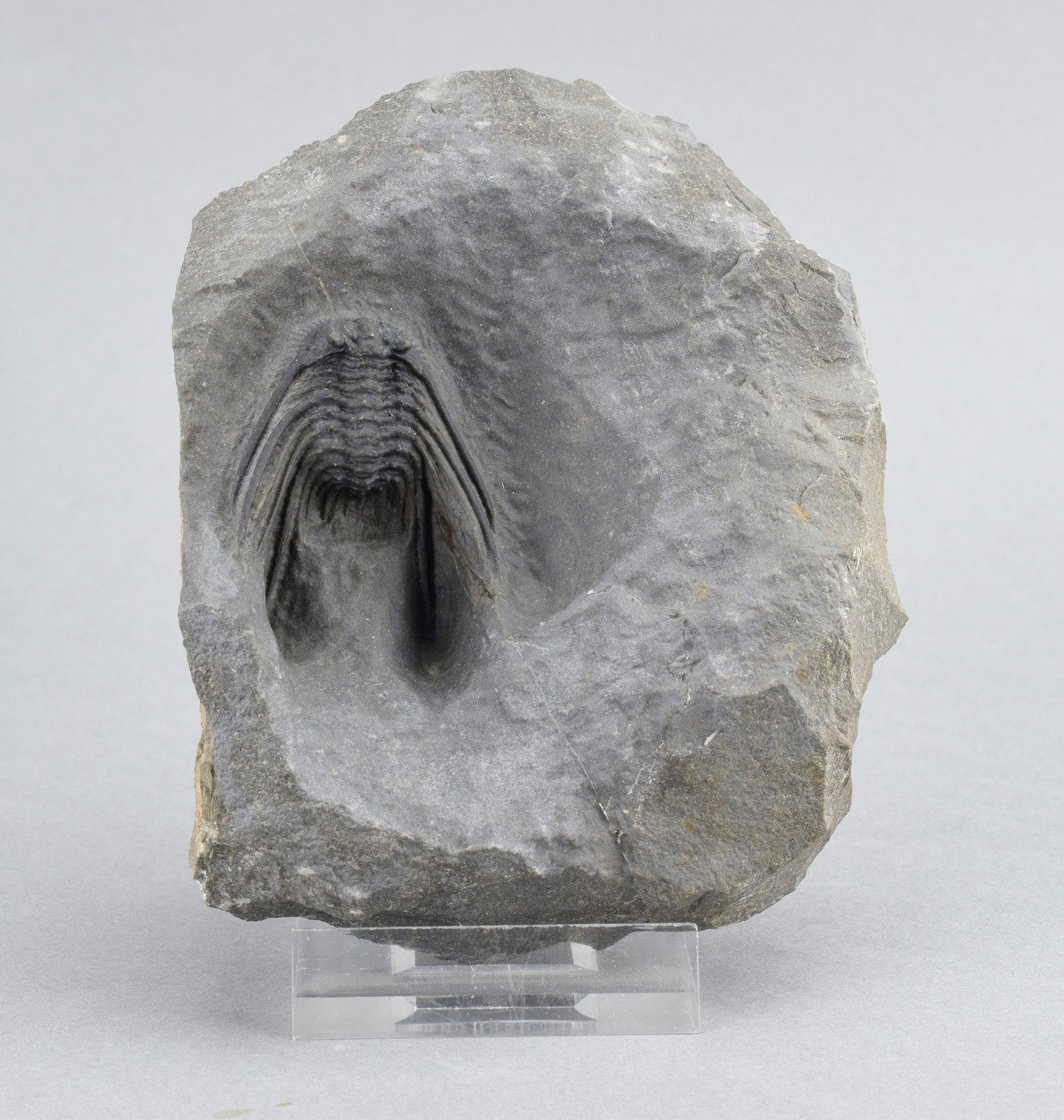 Uncommon trilobite Leonaspis sp. Uncommon trilobite Leonaspis sp.