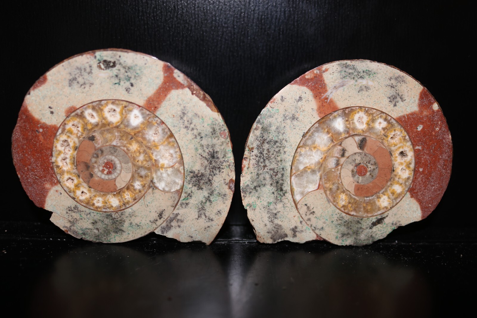 Split Timor Ammonite Pair – UV Reactive 3