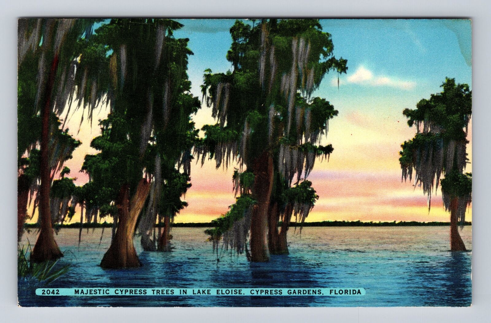 Cypress Gardens FL-Florida, Majestic Cypress Trees Lake Eloise Vintage Postcard