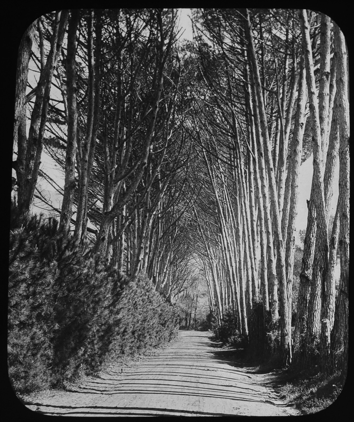 AVENUE OF FIRS RONDEBOSCH SOUTH AFRICA C1896 Magic Lantern Slide GWW PHOTOGRAPH