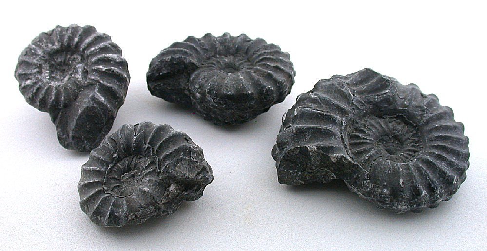 ONE 1 1/4 Inch To 1 3/4 INCH AMMONITE FOSSIL FROM Peru BXSTCK