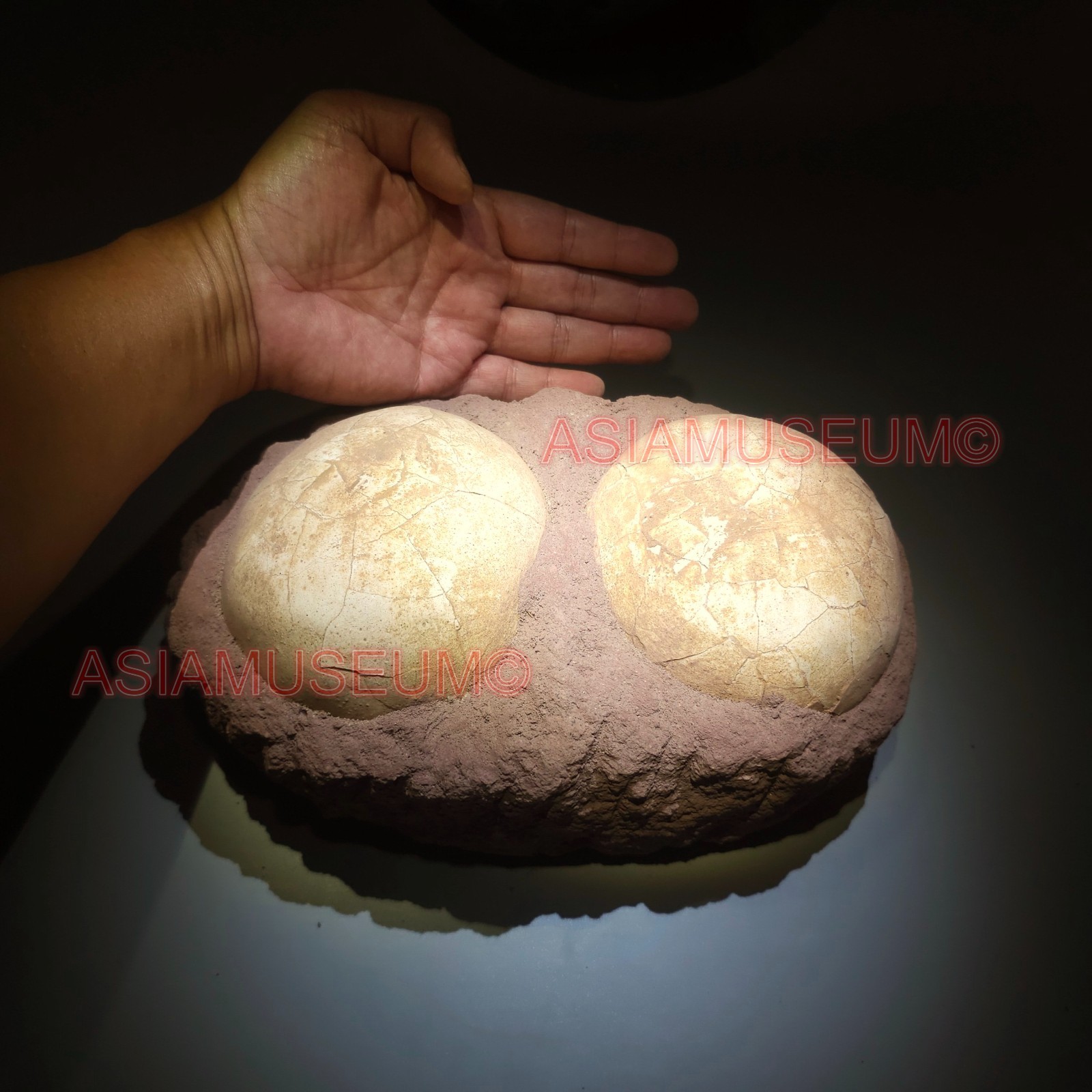 PAIR DOUBLE JURASSIC WORLD Shunosaurus SAUROPOD Lizards Dinosaur Egg Nest Fossil