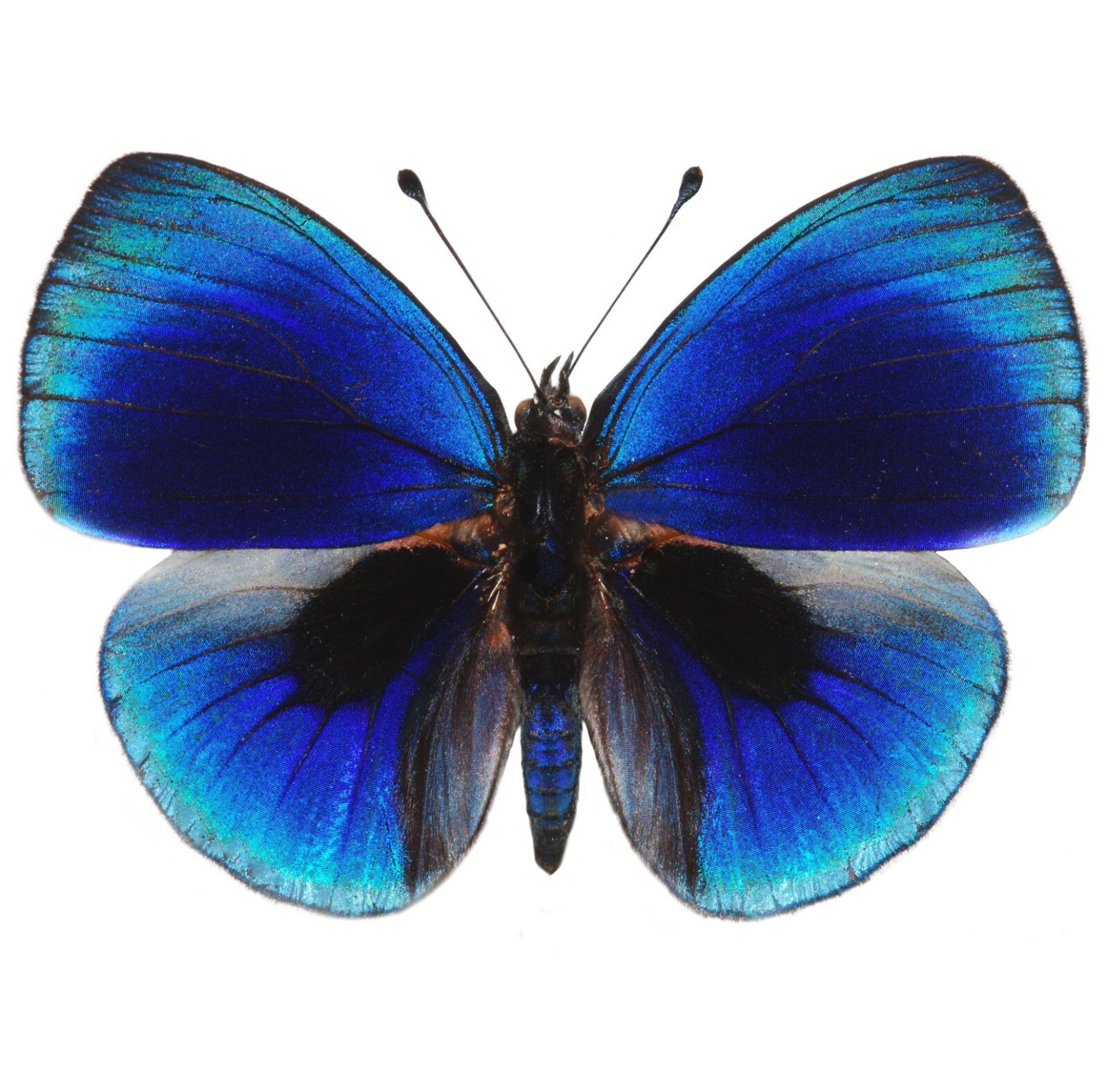 Asterope leprieuri RECTO blue black butterfly Peru unmounted wings closed