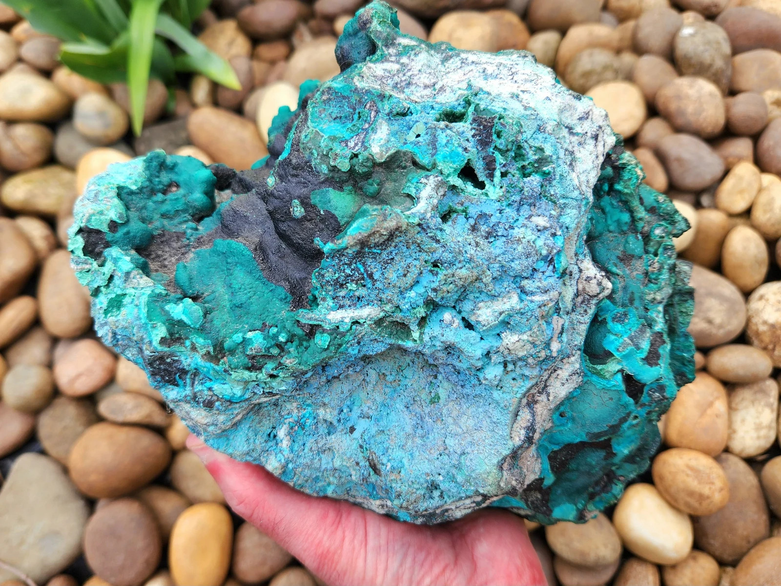 Large 11-lb Raw Malachite Chrysocolla, Unstablized. 9.5\