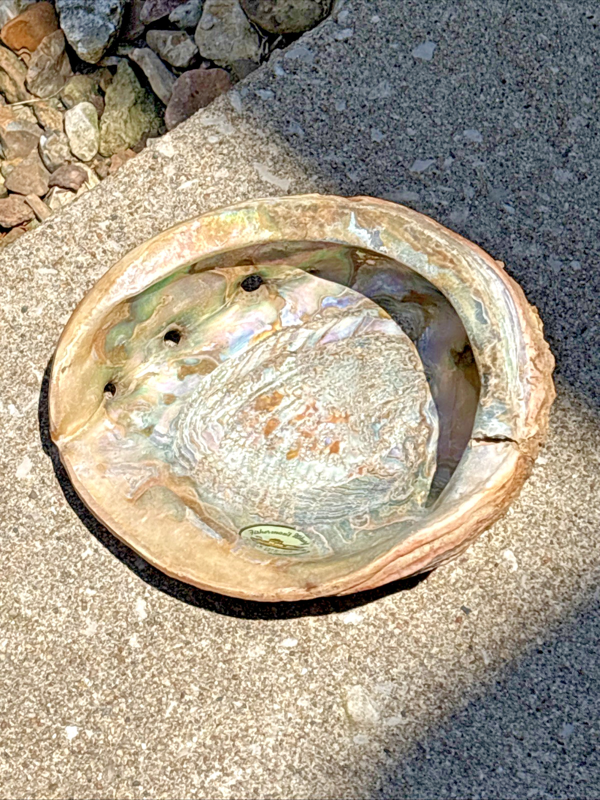 California Red Abalone Large Shell 8x7