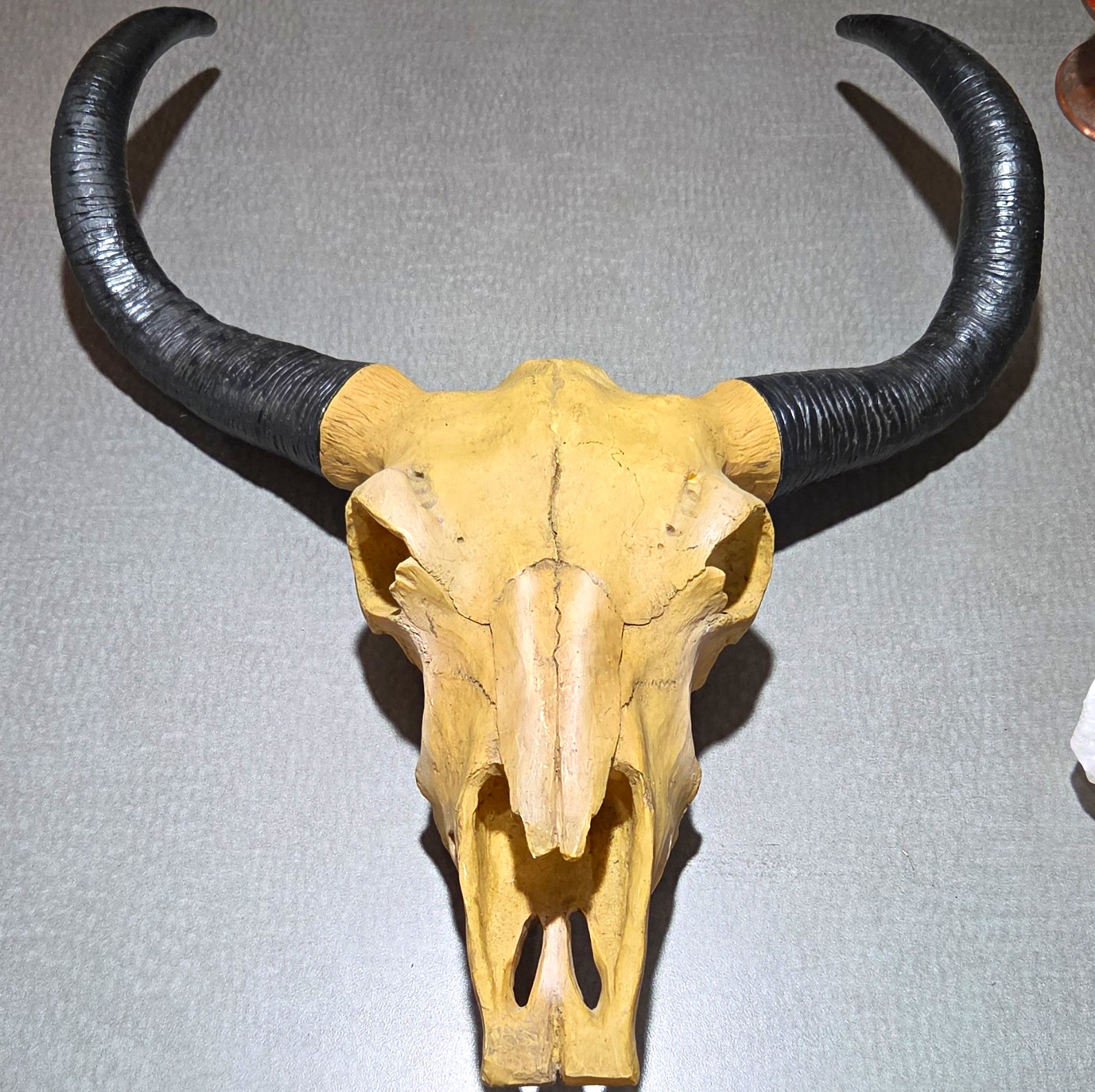 Rustic Western Steer Bull Skull Wall Mount Decor with Dark Horns - Southwest