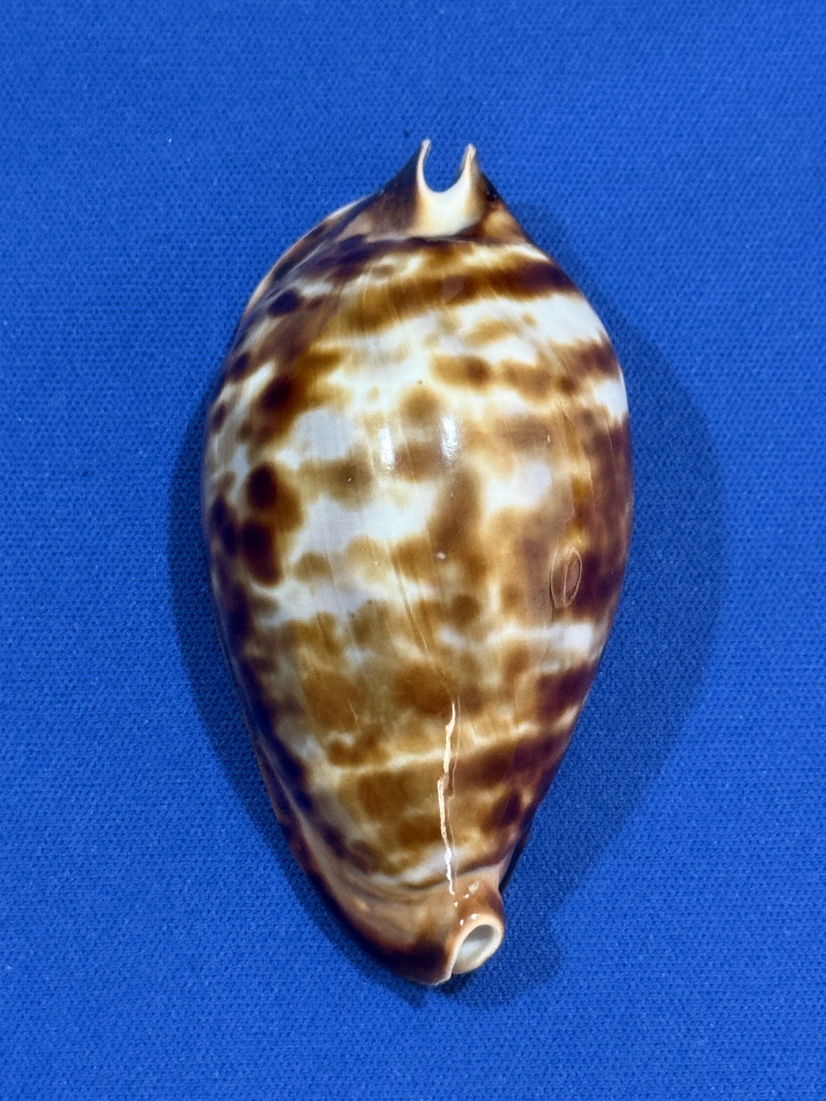 Cypraea Zoila Friendii Friendii 75.3mm Busselton Blue