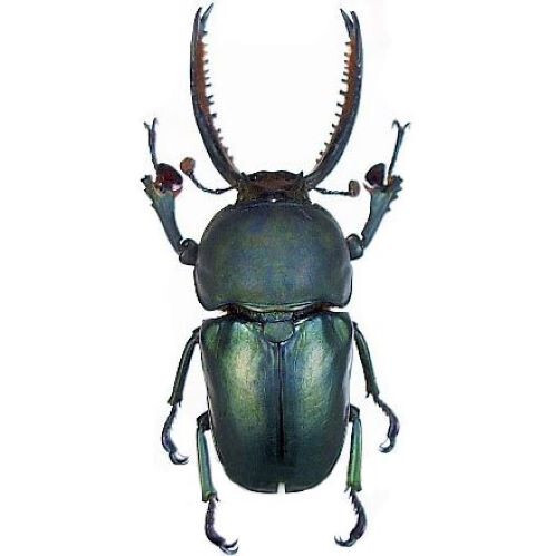Lamprima adolphinae BLUE FORM MALE stag beetle UNMOUNTED/PACKAGED