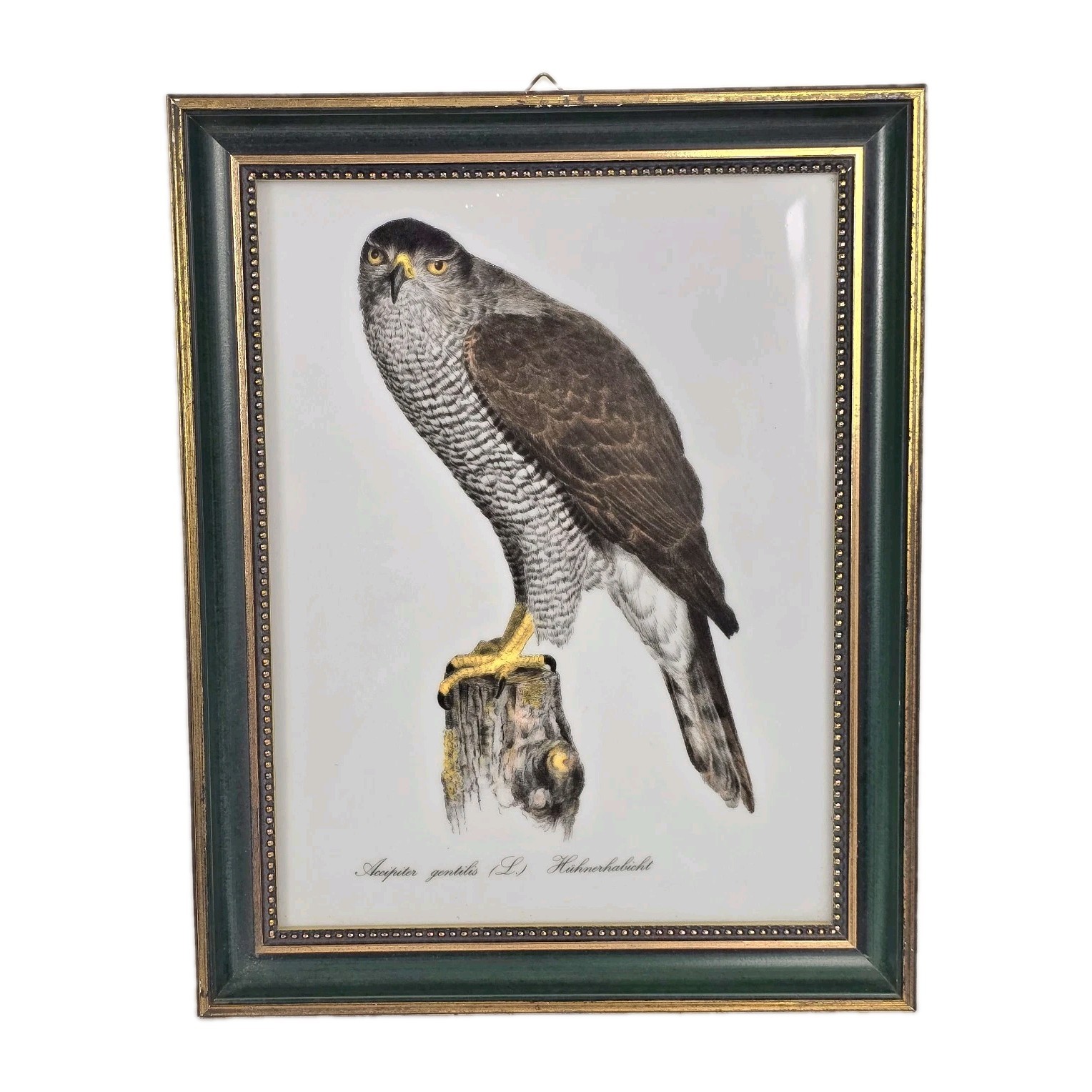 Vintage Swedish Rörstrand Porcelain- John Gould, Eurasian Goshawk, Bird of Prey 
