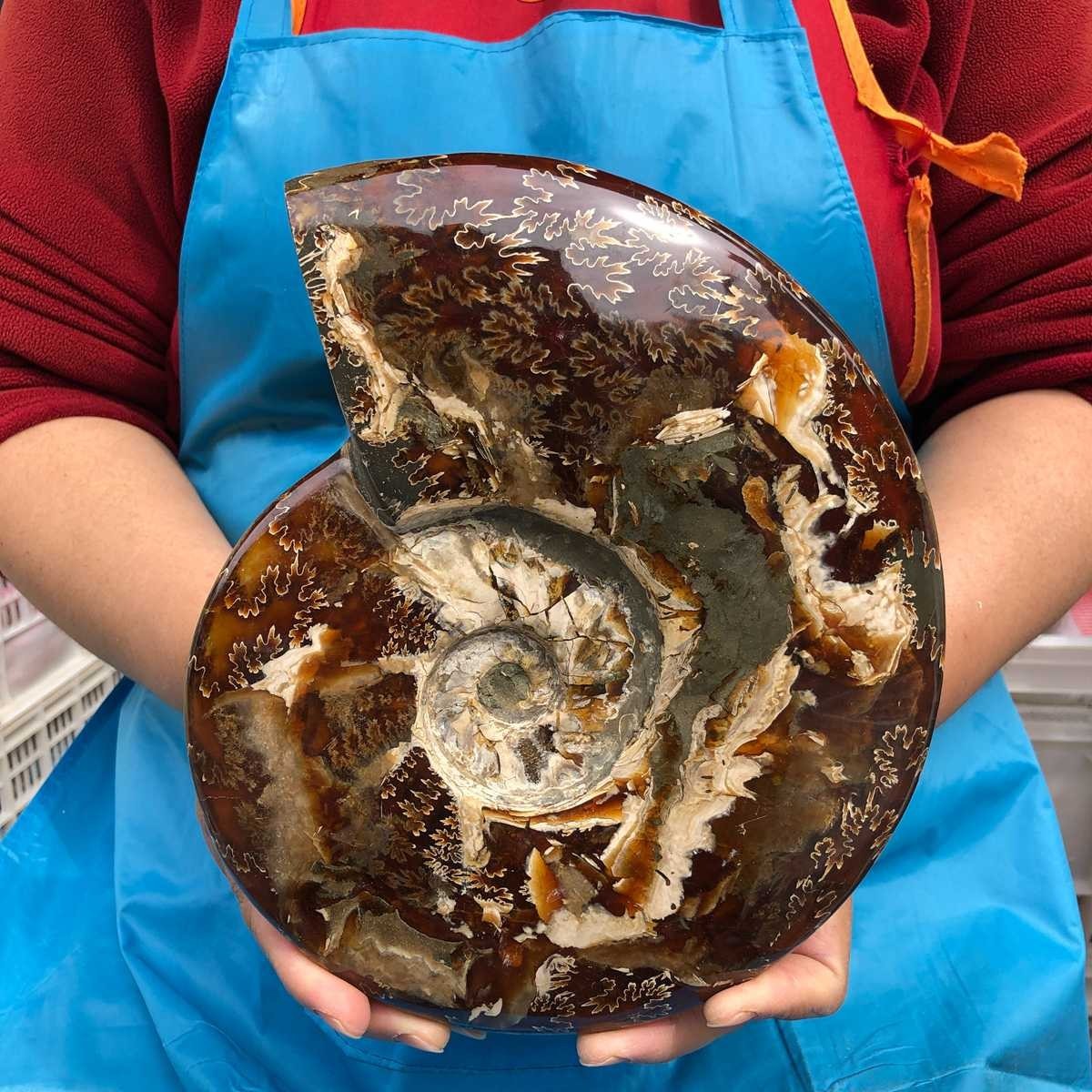 5.12LB Top Natural Horn Screw Fossil Ammonite Conch Crystal Specimen Healing