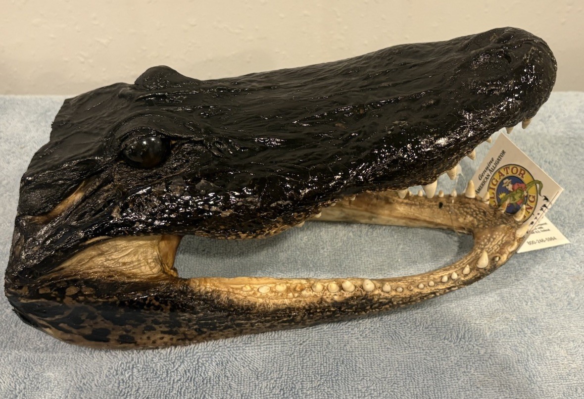 Genuine Alligator Head, Large 12-13”. American Alligator Taxidermy.