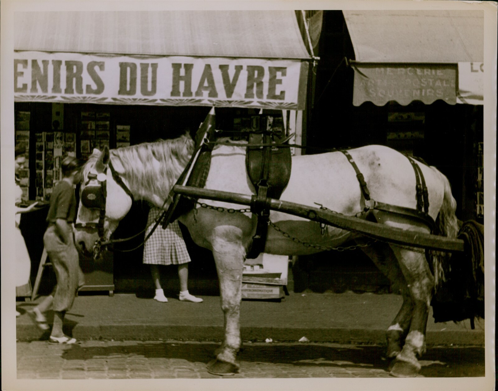 GA38 Original Photo WHITE HORSE CART Animal French Street Le Havre Commune Scene