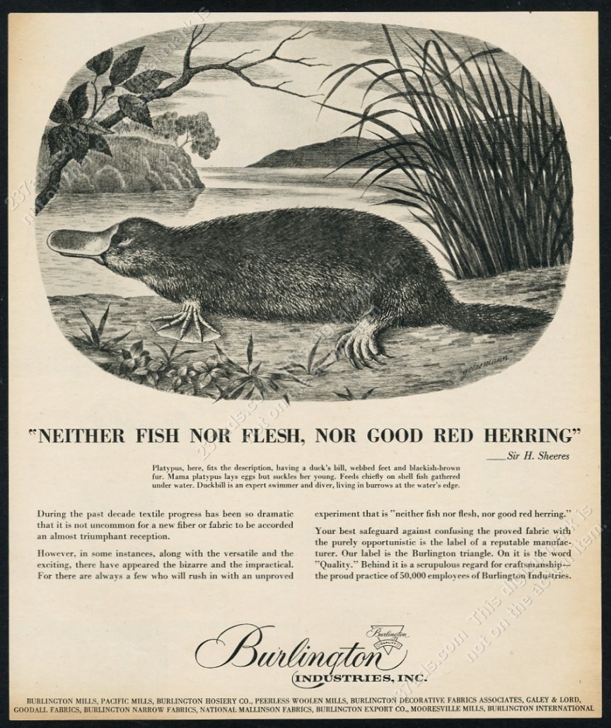 1955 duck billed platypus great art Burlington Industries vintage print ad