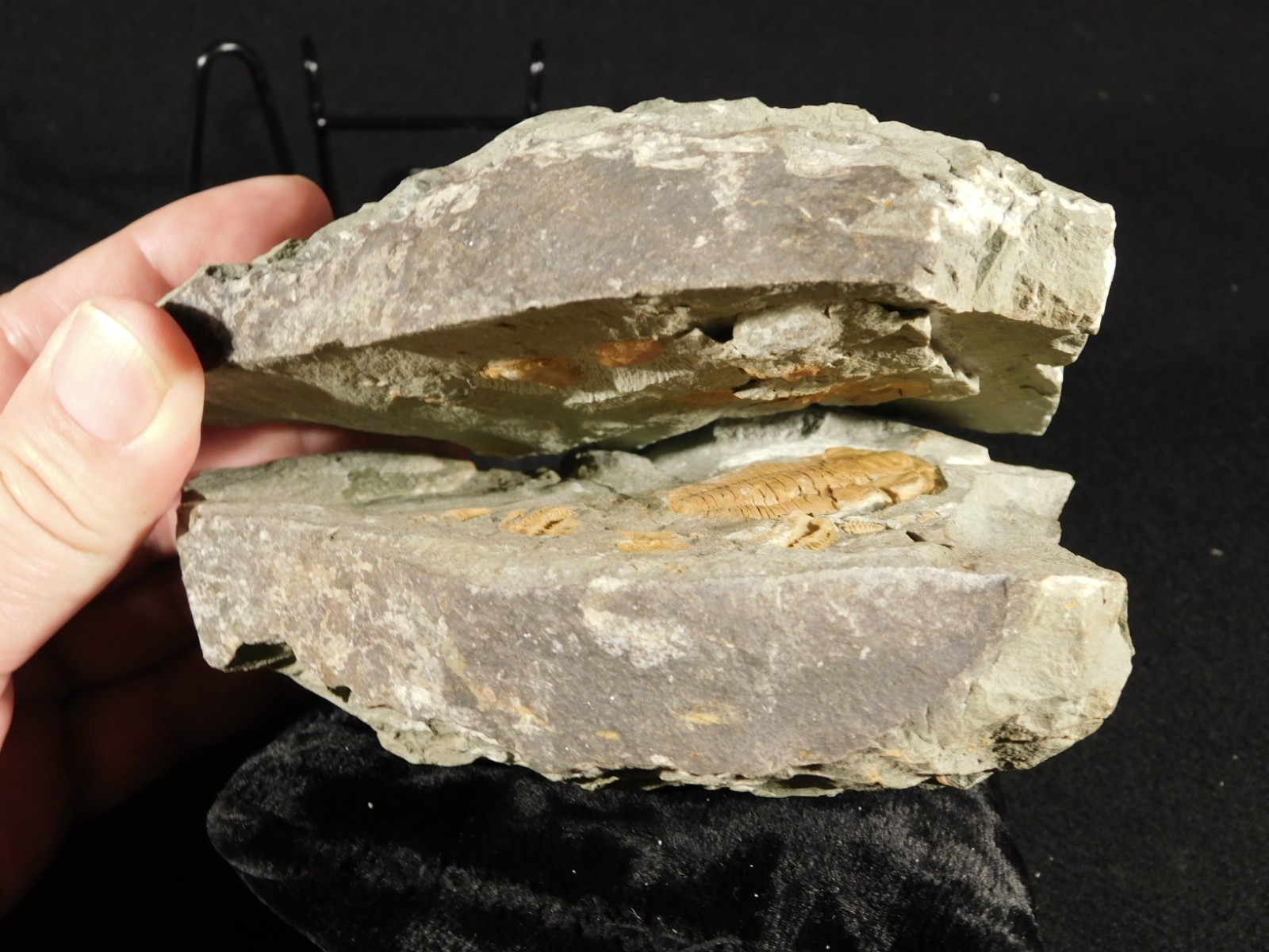 wOw Very Rare Hamatolenus Trilobite Fossil 100% Natural Morocco 1444gr