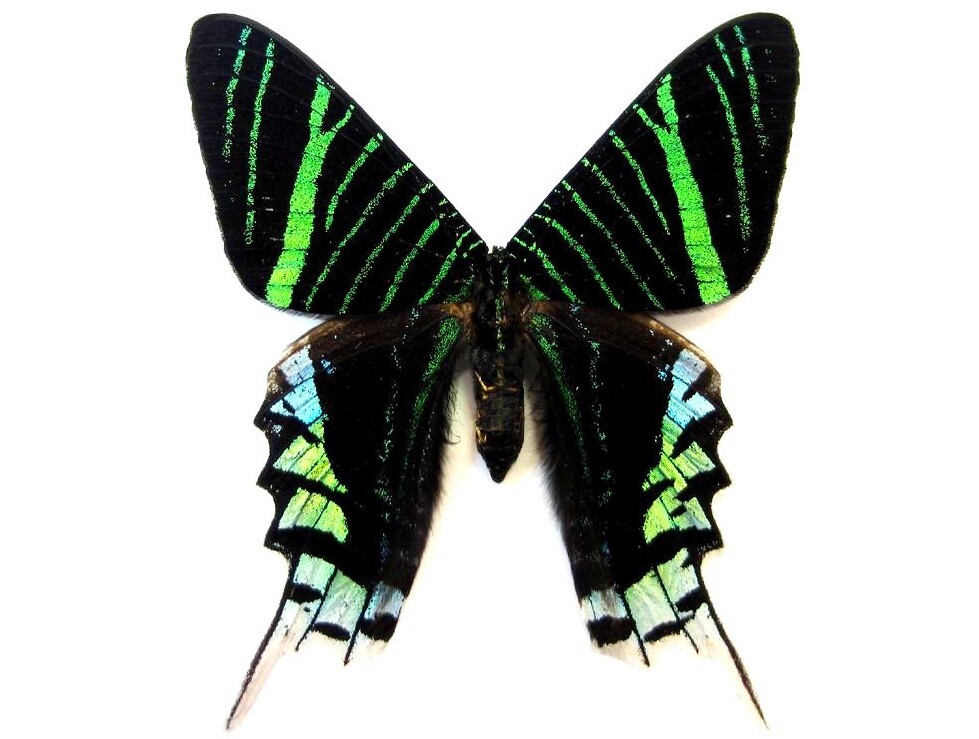 Green Page Moth / butterfly - Unspread, wing closed, dried papered