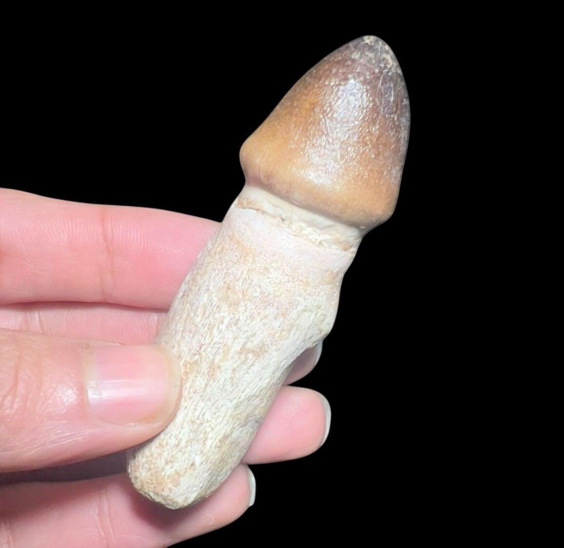 High Quality Genuine Globidens Mosasaurus Teeth and Jaw Fossil - 8cm
