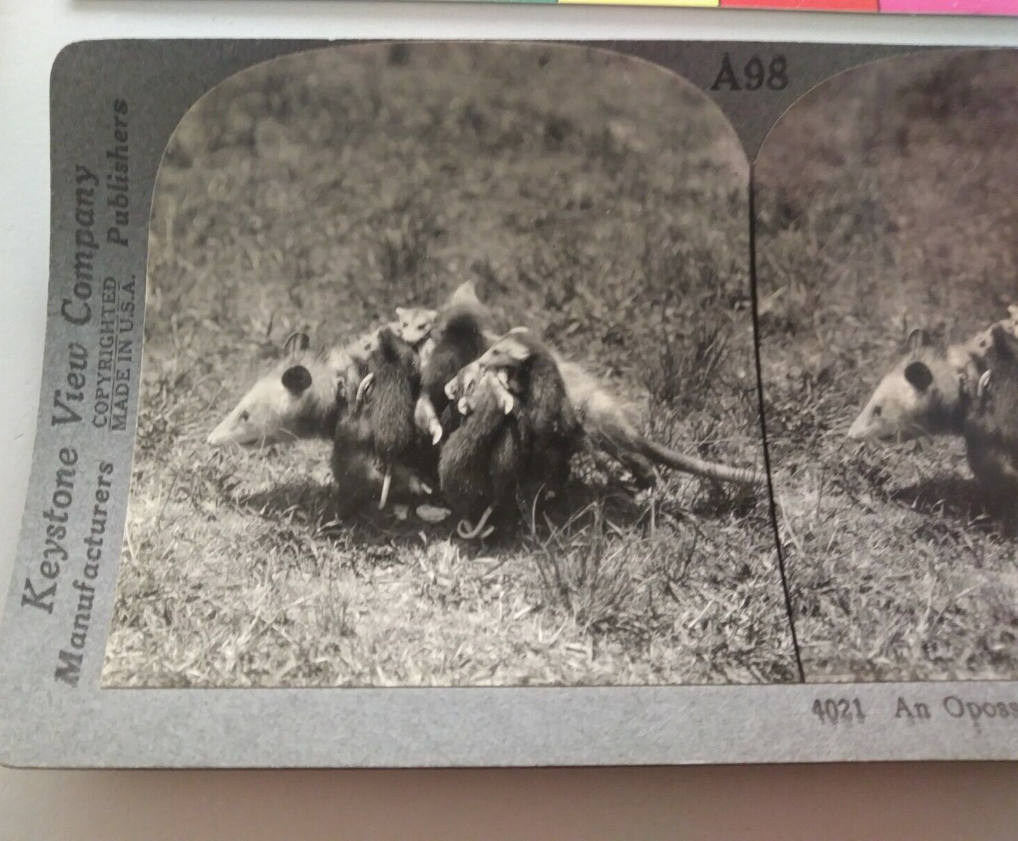 Opossum Mother Carrying Her Young Keystone Stereoview Photo