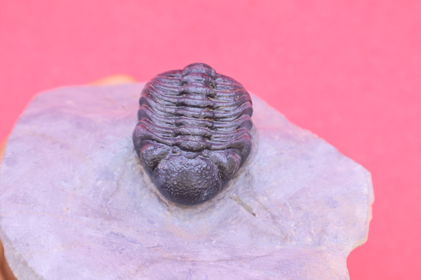 Rare Phacops Devonian Trilobite Fossil Natural Specimen