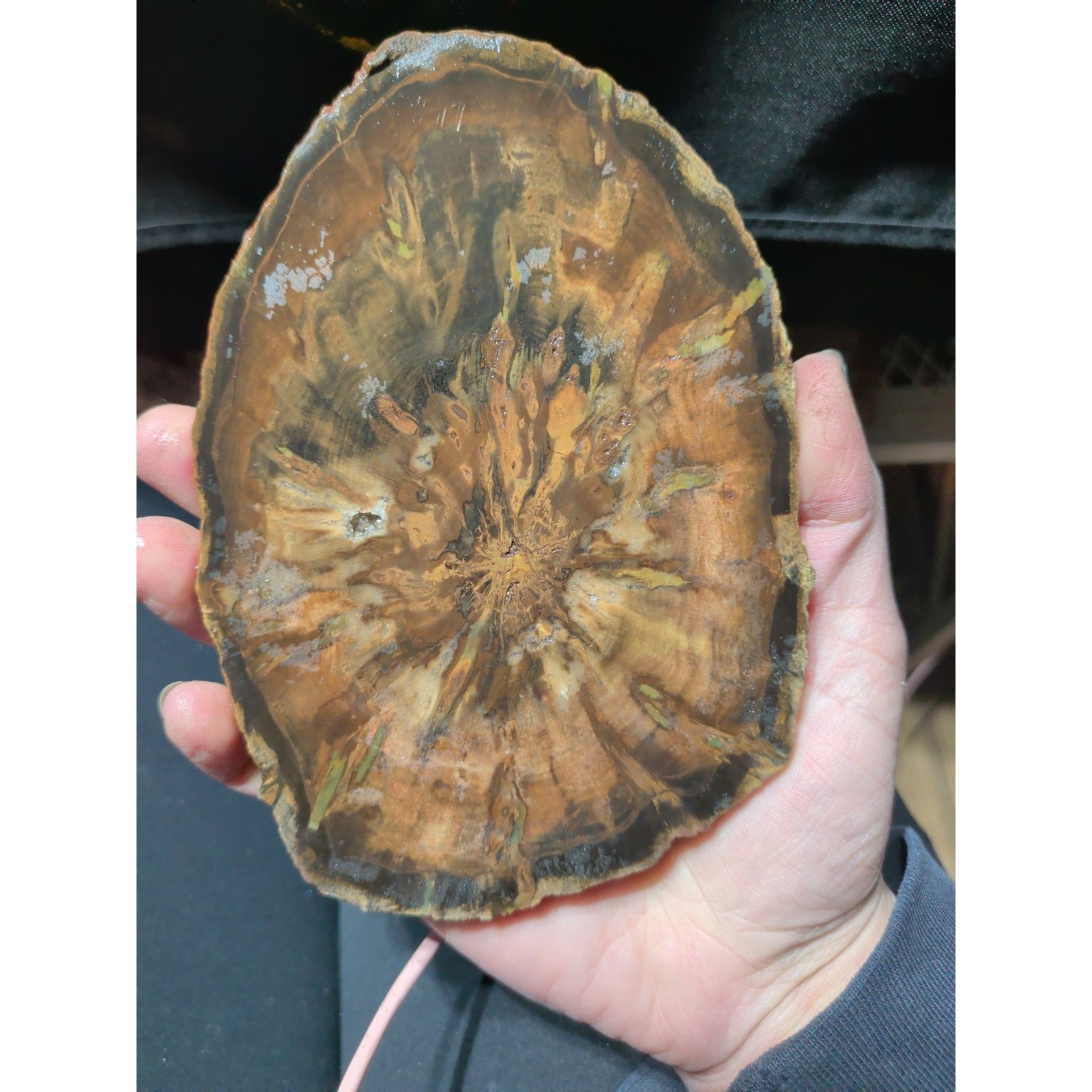 Zimbabwe Petrified Wood Specimen (13.6oz)