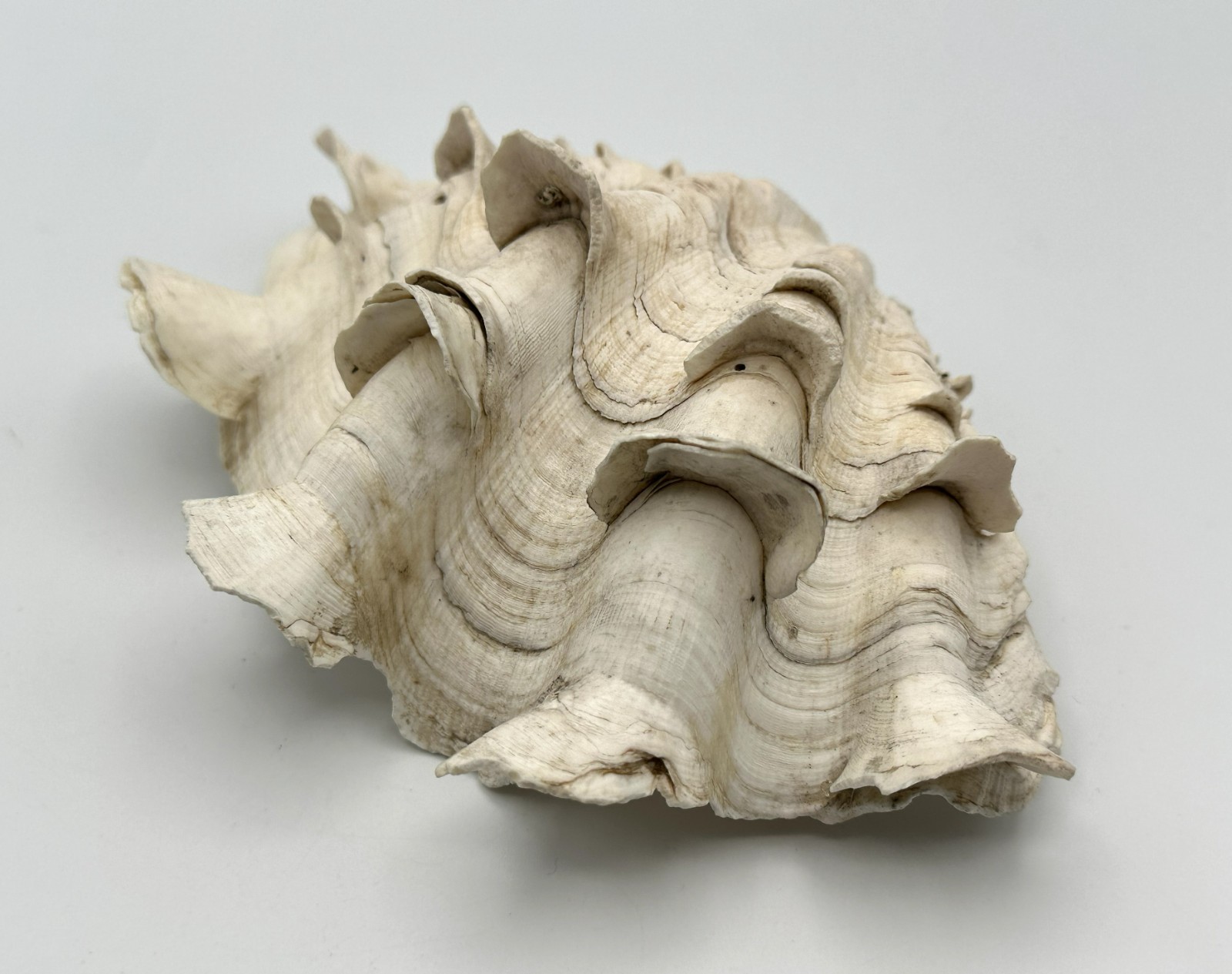Stunning Tridacna Squamosa Fluted Giant Clam Shell Half 6.375\