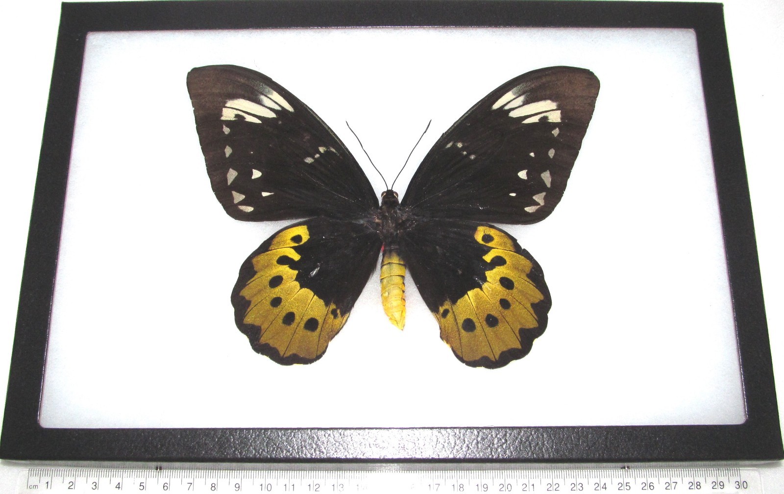 Ornithoptera goliath supremus FEMALE huge black gold butterfly PNG FRAMED