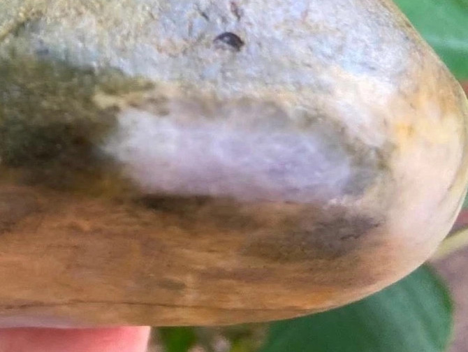 Certified Burmese Jadeite Rough 2.54lb Lavender Green Natural Untreated Certified Burmese Jadeite Rough 2.54lb Lavender Green Natural Untreated