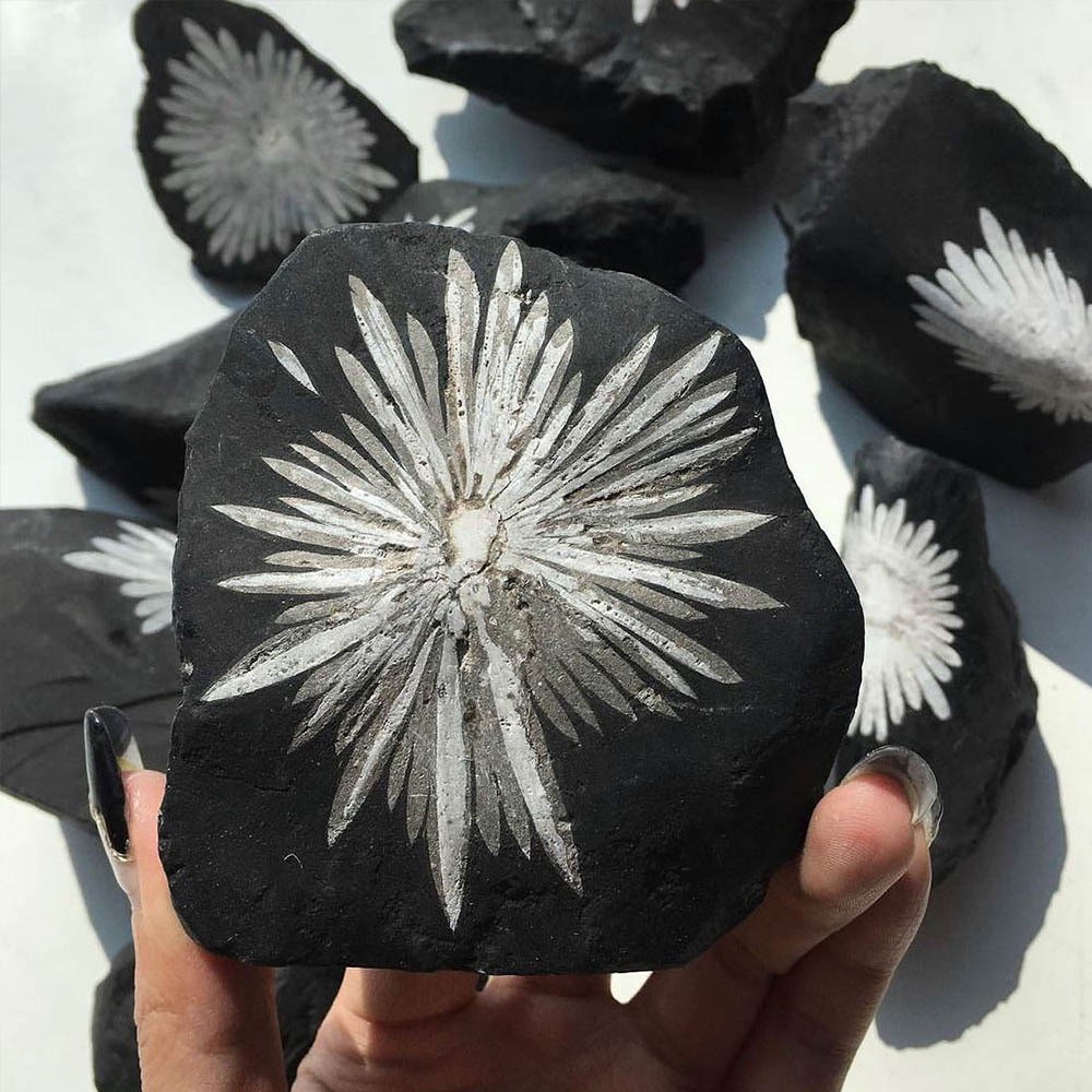 Natural Chrysanthemum Stone Mineral Specimen Raw Stone Collection Healing 1pcs