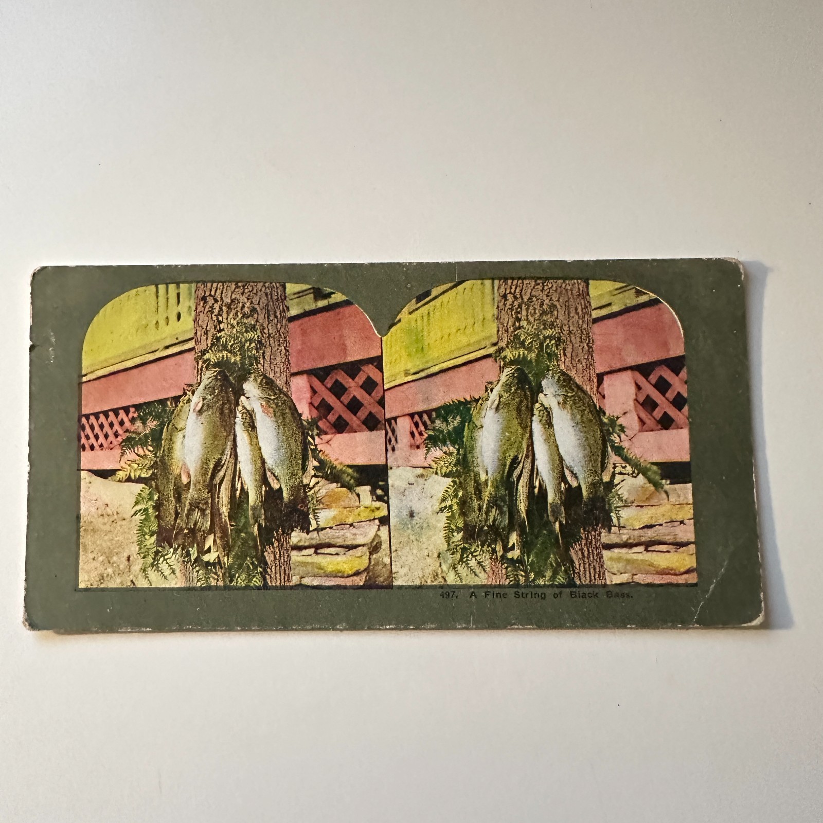 A Fine String of Black Bass Antique Stereoview Card 5H6-5