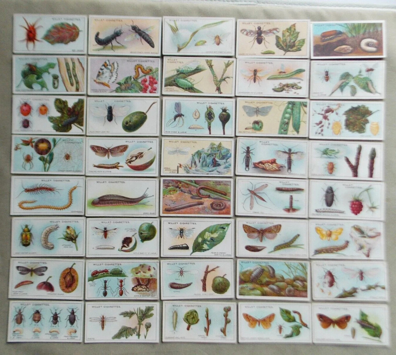 1914 W.D. & H.O. WILLS GARDEN LIFE 50 DIFFERENT TOBACCO CARD SET 1914 W.D. & H.O. WILLS GARDEN LIFE 50 DIFFERENT TOBACCO CARD SET
