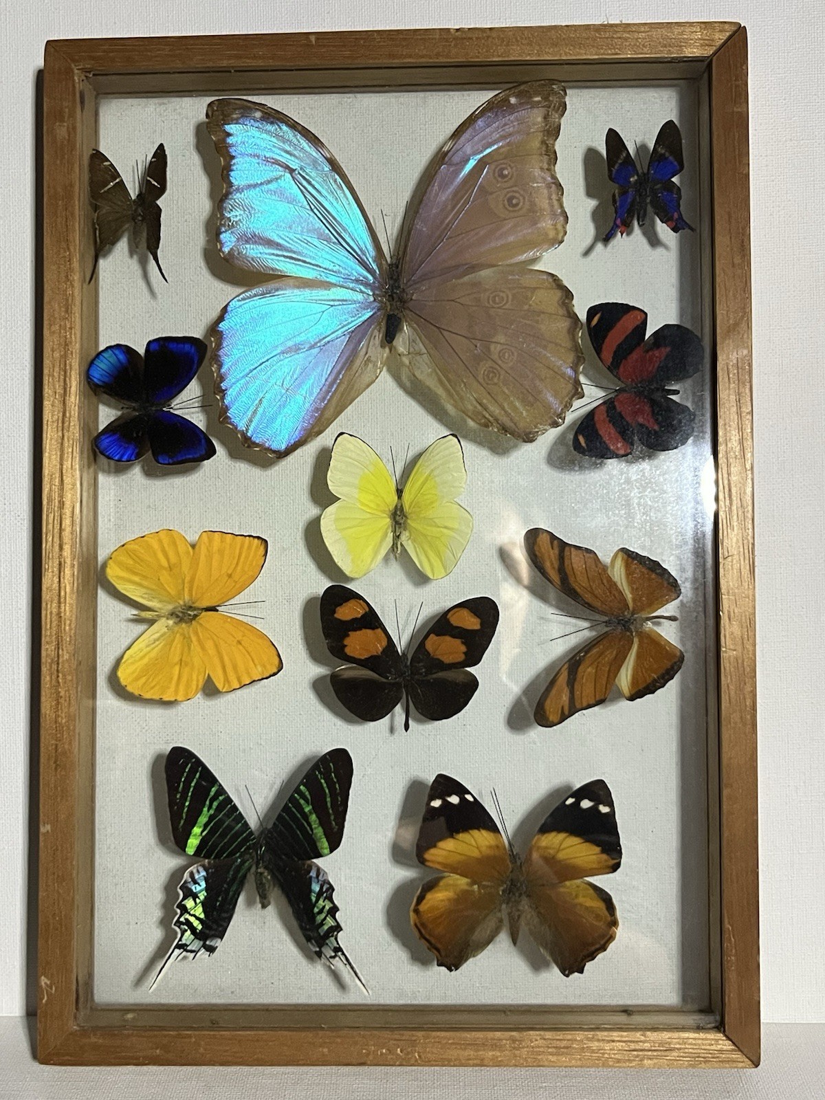 Vintage Butterfly Moth Taxidermy Specimen Morpho Butterflies Wood Case 11pc