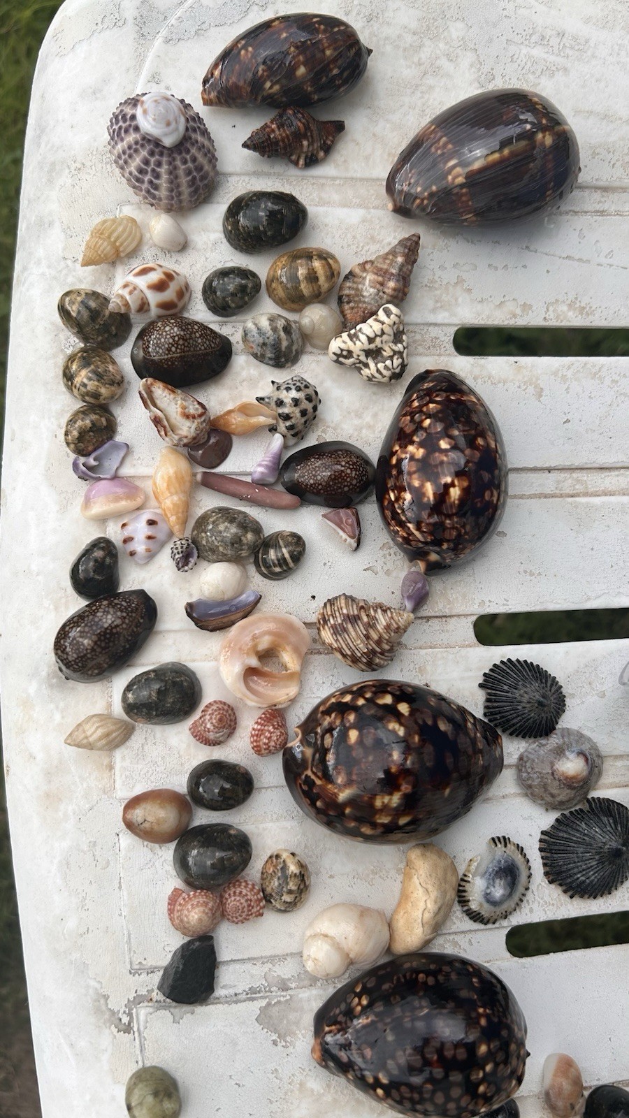 Mystery Kupe’e Unique Hawaiian Shell (Nerite) mixed pack Fresh Oahu 9x Washed Mystery Kupe’e Unique Hawaiian Shell (Nerite) mixed pack Fresh Oahu 9x Washed