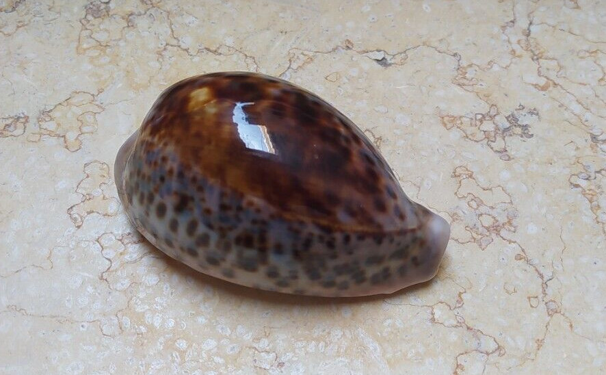 F Cypraea pantherina nice color 91.5.mm F+++ red sea shell super natural glossy F Cypraea pantherina nice color 91.5.mm F+++ red sea shell super natural glossy