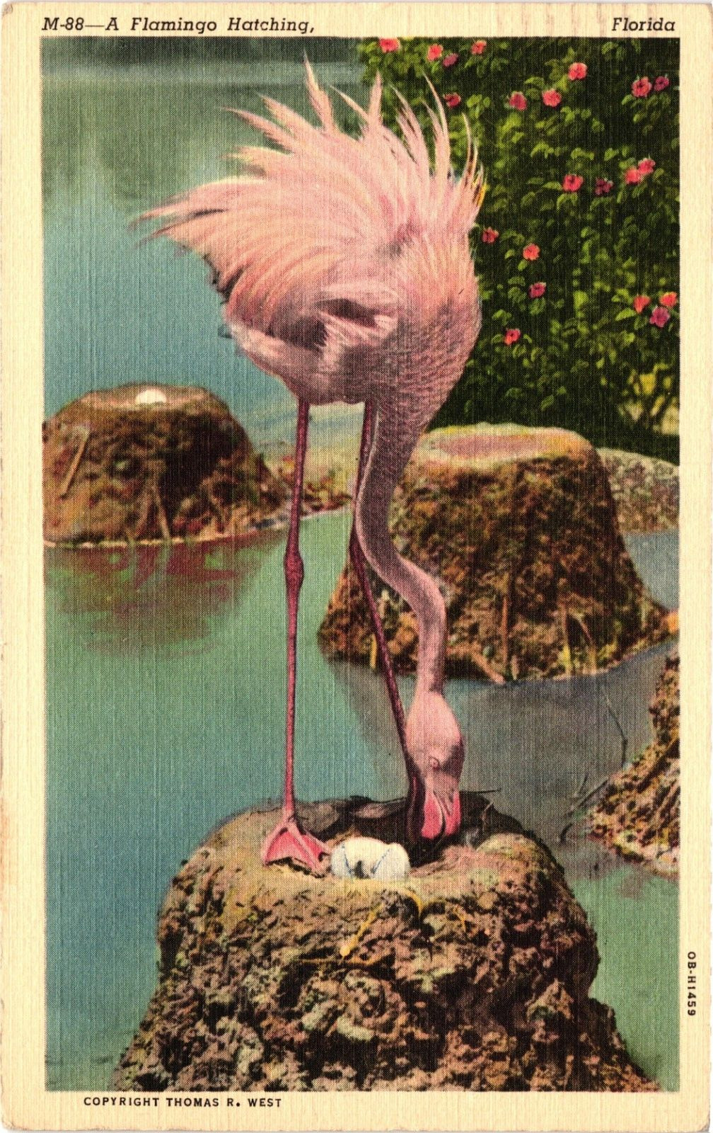 Pink Flamingo Bird Hatching FLORIDA FL c1941 Postcard