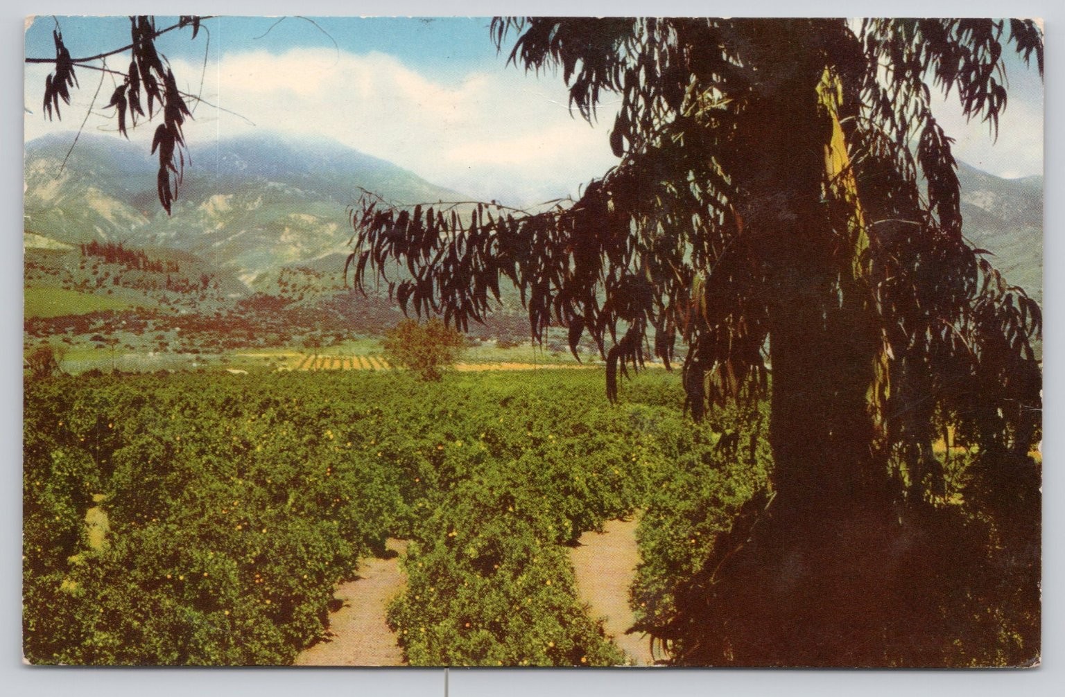 Vintage 1941 Santa Ana California Orange Grove Mountains Postcard